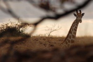 Vrije uitloop Giraffe